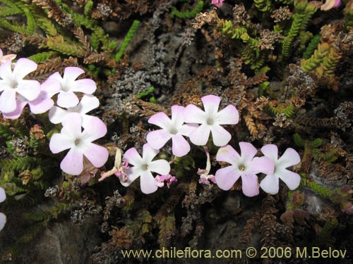 Imágen de Ourisia microphylla (Flor de las rocas). Haga un clic para aumentar parte de imágen.