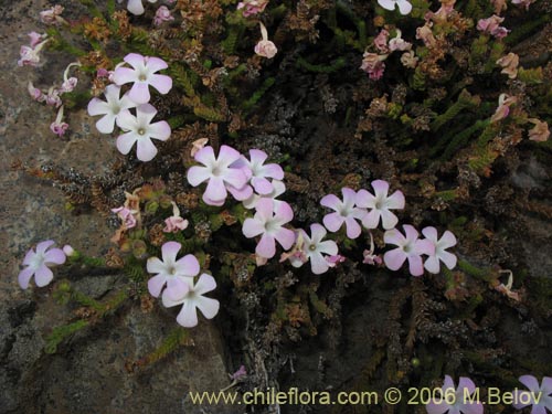 Im�gen de Ourisia microphylla (Flor de las rocas). Haga un clic para aumentar parte de im�gen.