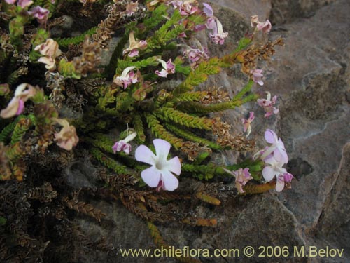 Imágen de Ourisia microphylla (Flor de las rocas). Haga un clic para aumentar parte de imágen.