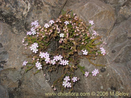 Фотография Ourisia microphylla (Flor de las rocas). Щелкните, чтобы увеличить вырез.