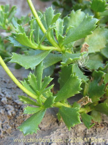 Haplopappus sp. #1493の写真