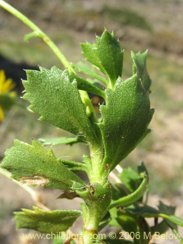 Haplopappus sp. #1493의 사진