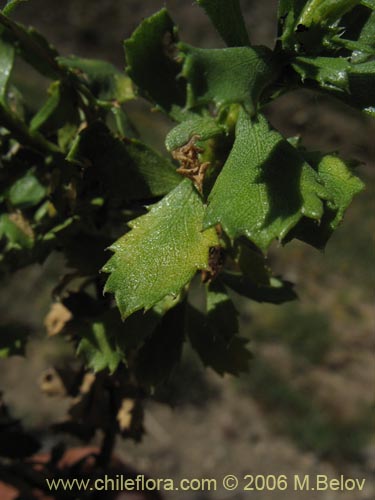 Bild von Haplopappus sp. #1493 (). Klicken Sie, um den Ausschnitt zu vergrössern.