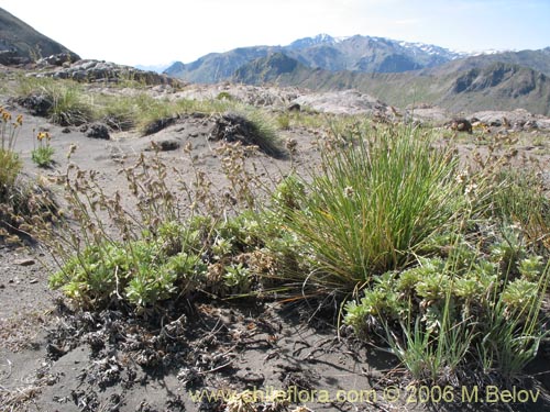 Image of Acaena leptacantha (Pimpinela). Click to enlarge parts of image.