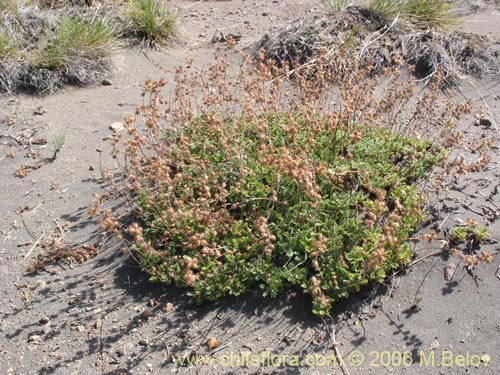 Imágen de Acaena leptacantha (Pimpinela). Haga un clic para aumentar parte de imágen.