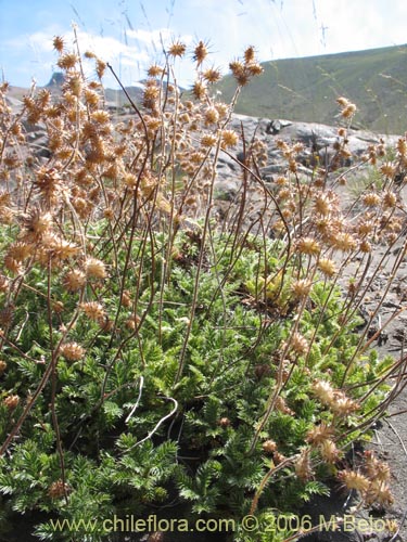 Bild von Acaena leptacantha (Pimpinela). Klicken Sie, um den Ausschnitt zu vergrössern.