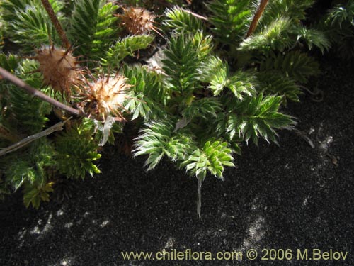 Imágen de Acaena leptacantha (Pimpinela). Haga un clic para aumentar parte de imágen.