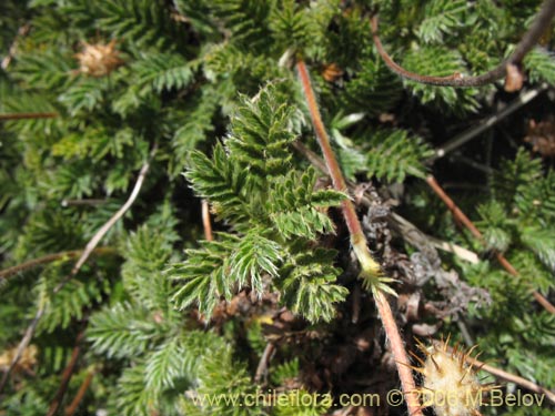 Bild von Acaena leptacantha (Pimpinela). Klicken Sie, um den Ausschnitt zu vergrössern.