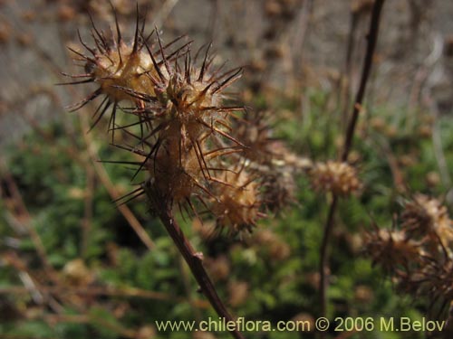 Image of Acaena leptacantha (Pimpinela). Click to enlarge parts of image.