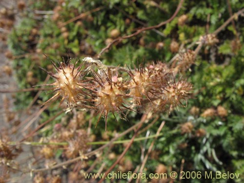 Image of Acaena leptacantha (Pimpinela). Click to enlarge parts of image.