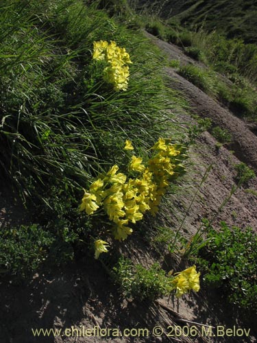 Tropaeolum leptophyllum的照片