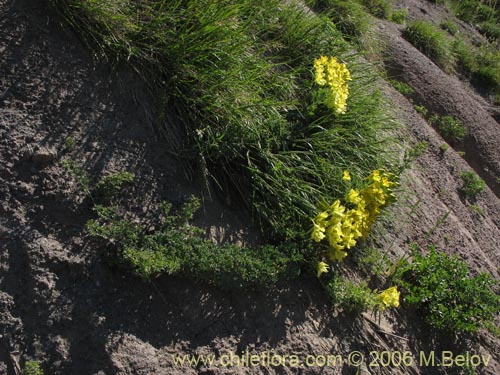 Image of Tropaeolum leptophyllum (Soldadito). Click to enlarge parts of image.