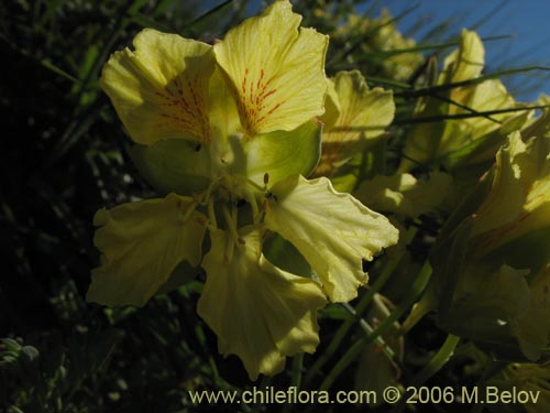 Imágen de Tropaeolum leptophyllum (Soldadito). Haga un clic para aumentar parte de imágen.