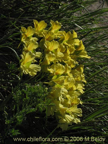 Image of Tropaeolum leptophyllum (Soldadito). Click to enlarge parts of image.