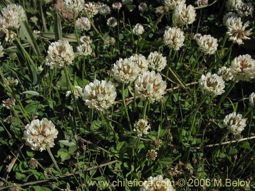 Imágen de Trifolium repens (). Haga un clic para aumentar parte de imágen.