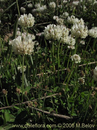 Bild von Trifolium repens (). Klicken Sie, um den Ausschnitt zu vergrössern.