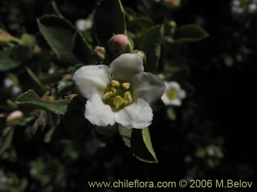 Фотография Escallonia virgata (Mata negra / Meki). Щелкните, чтобы увеличить вырез.