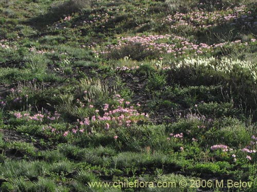 Image of Alstroemeria exerens (Alstroemeria). Click to enlarge parts of image.