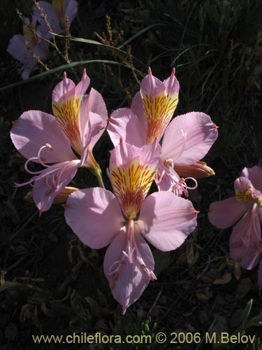 Image of Alstroemeria exerens (Alstroemeria). Click to enlarge parts of image.