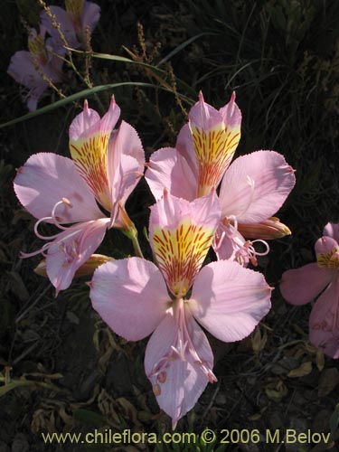 Фотография Alstroemeria exerens (Alstroemeria). Щелкните, чтобы увеличить вырез.