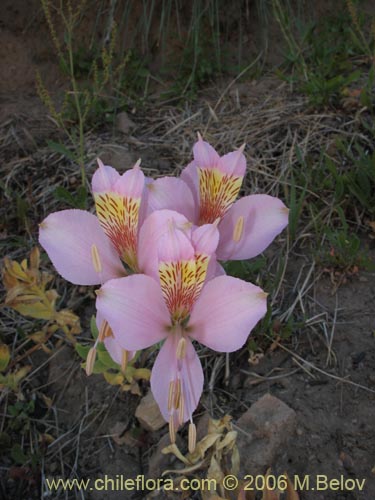 Фотография Alstroemeria exerens (Alstroemeria). Щелкните, чтобы увеличить вырез.