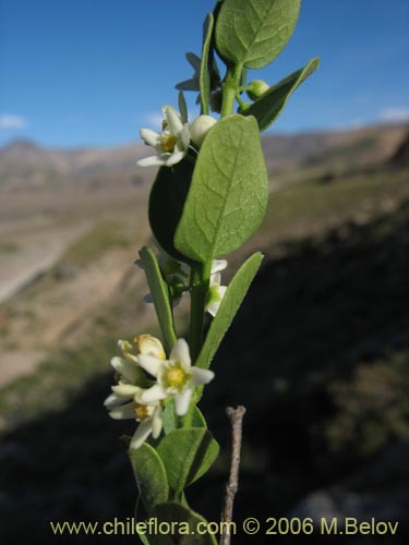 Cynanchum nummulariifolium의 사진