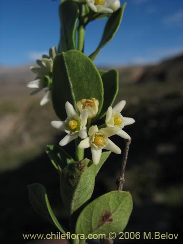 Imágen de Cynanchum nummulariifolium (). Haga un clic para aumentar parte de imágen.