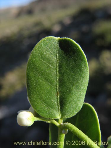 Cynanchum nummulariifoliumの写真