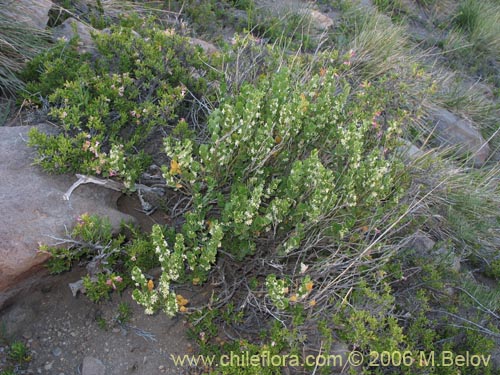 Imágen de Cynanchum nummulariifolium (). Haga un clic para aumentar parte de imágen.