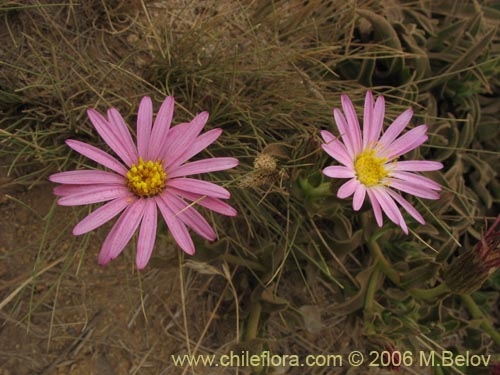 Bild von Erigeron gilliesii (). Klicken Sie, um den Ausschnitt zu vergrössern.