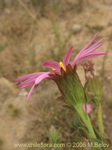 Bild von Erigeron gilliesii (). Klicken Sie, um den Ausschnitt zu vergrössern.