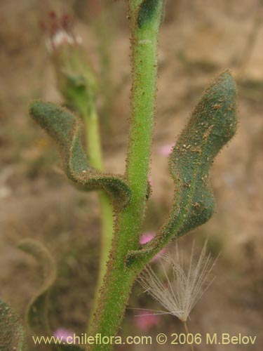 Bild von Erigeron gilliesii (). Klicken Sie, um den Ausschnitt zu vergrössern.