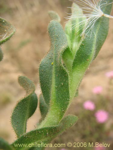 Bild von Erigeron gilliesii (). Klicken Sie, um den Ausschnitt zu vergrössern.