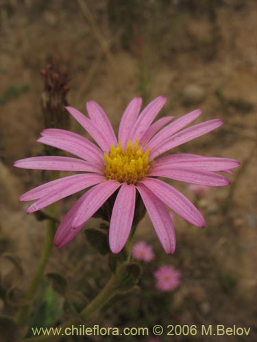 Bild von Erigeron gilliesii (). Klicken Sie, um den Ausschnitt zu vergrössern.