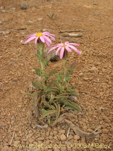 Bild von Erigeron gilliesii (). Klicken Sie, um den Ausschnitt zu vergrössern.