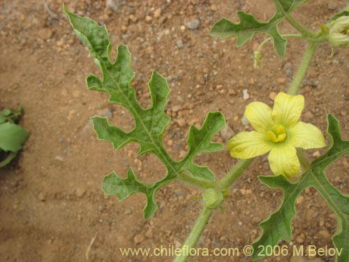 未確認の植物種 sp. #2290の写真