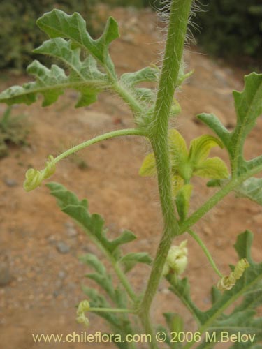 Imágen de Planta no identificada sp. #2290 (). Haga un clic para aumentar parte de imágen.