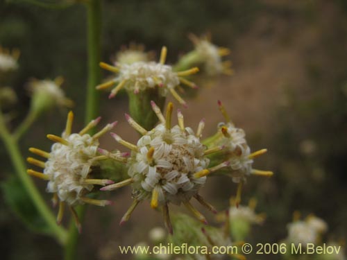 Фотография Baccharis racemosa (Chilca / Chilco). Щелкните, чтобы увеличить вырез.