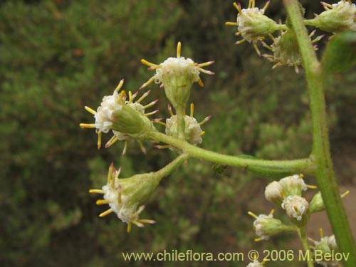 Bild von Baccharis racemosa (Chilca / Chilco). Klicken Sie, um den Ausschnitt zu vergrössern.