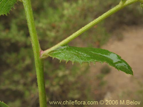 Image of Baccharis racemosa (Chilca / Chilco). Click to enlarge parts of image.
