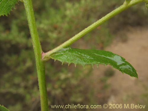 Bild von Baccharis racemosa (Chilca / Chilco). Klicken Sie, um den Ausschnitt zu vergrössern.