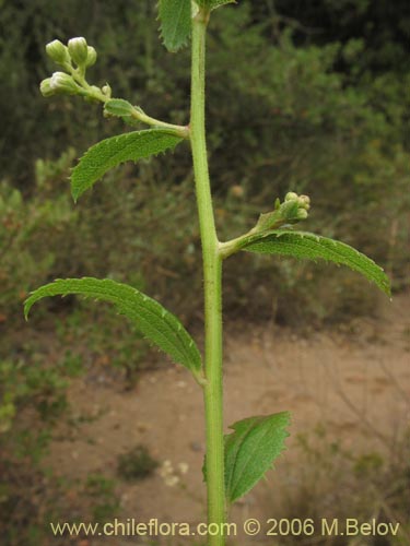 Imágen de Baccharis racemosa (Chilca / Chilco). Haga un clic para aumentar parte de imágen.