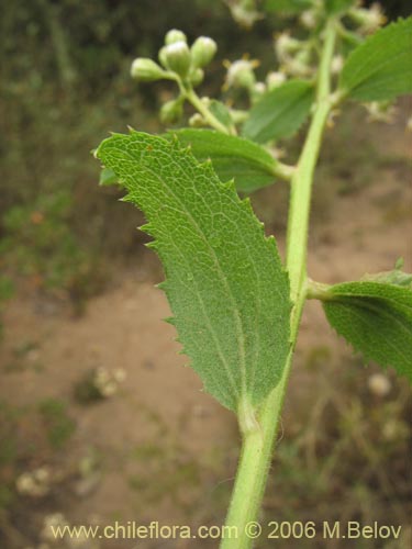 Image of Baccharis racemosa (Chilca / Chilco). Click to enlarge parts of image.