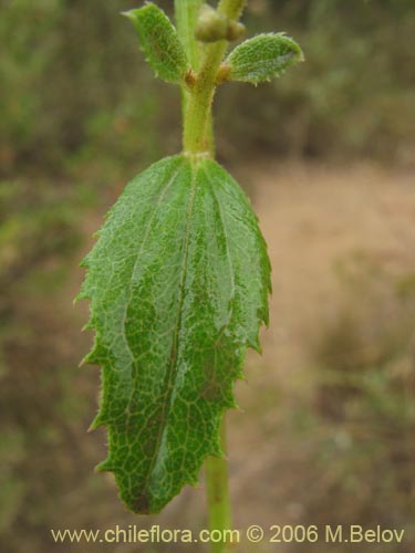 Image of Baccharis racemosa (Chilca / Chilco). Click to enlarge parts of image.