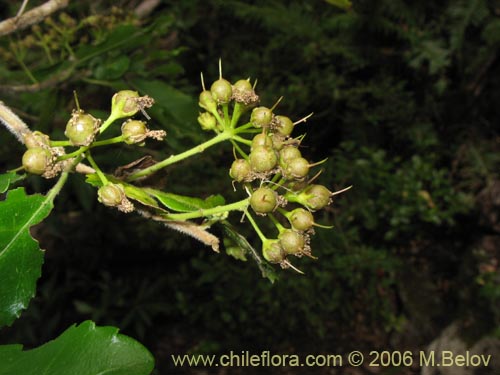 Фотография Azara serrata (Corcolén). Щелкните, чтобы увеличить вырез.