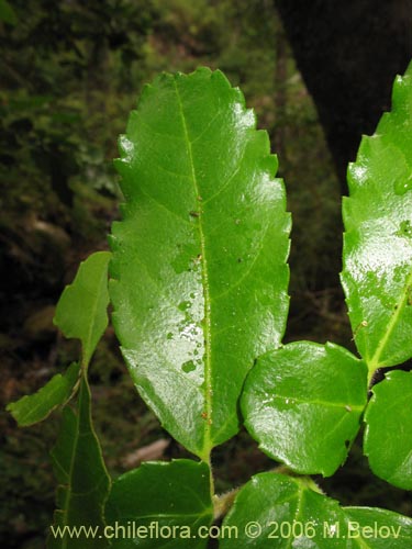 Bild von Azara serrata (Corcolén). Klicken Sie, um den Ausschnitt zu vergrössern.