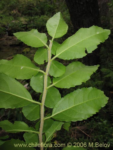 Фотография Azara serrata (Corcolén). Щелкните, чтобы увеличить вырез.