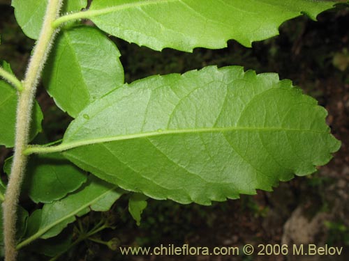 Image of Azara serrata (Corcolén). Click to enlarge parts of image.