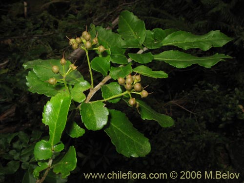 Image of Azara serrata (Corcolén). Click to enlarge parts of image.