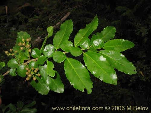 Фотография Azara serrata (Corcolén). Щелкните, чтобы увеличить вырез.